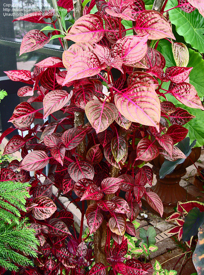 نعناع ارغوانی